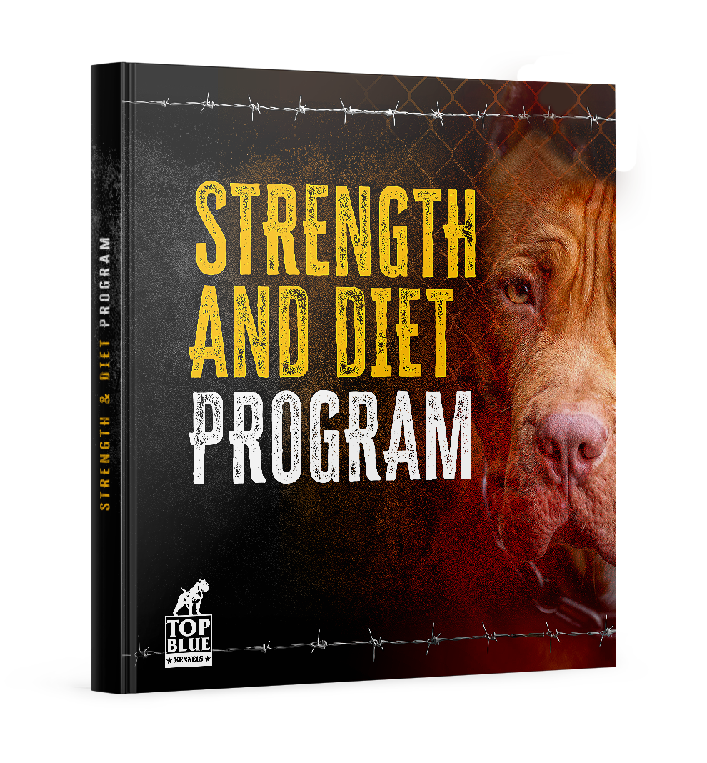 Pitbull Strength Training and Diet Program
