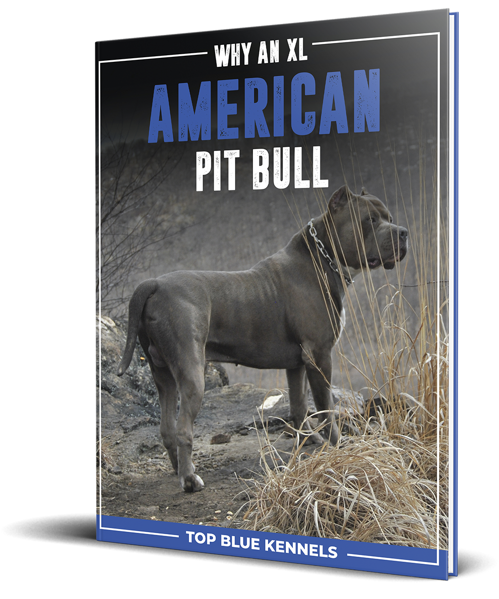 Why An XL American Pitbull