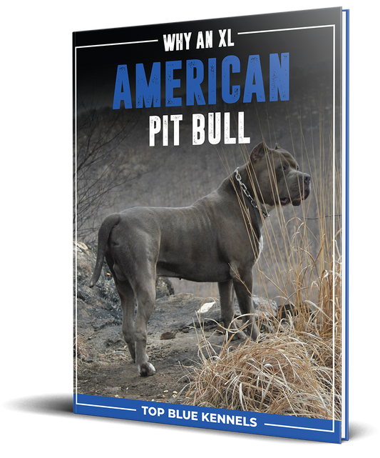 Why An XL American Pitbull