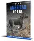 Why An XL American Pitbull